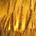 wheat2